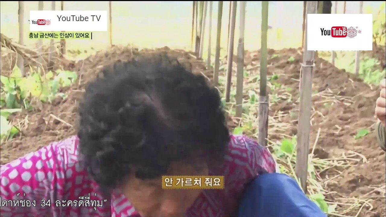 ท่องโลก ชุด Wonderful World ตอน ไร่ปลูกโสมเกาหลี
