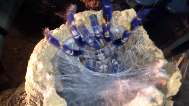 L'heure du repas pour cette araignée bleue magnifique