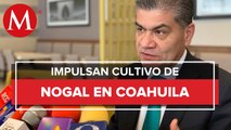 El gobierno de Coahuila mantiene estrategias para cultivo del nogal