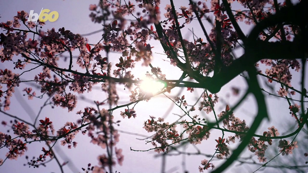 Contact With Nature Reduces Feelings of Loneliness