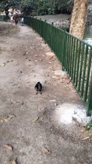 Crow Bird Short Video By Kingdom of Awais