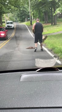 Frozen Fawn Gently Shoved Off Road With Box