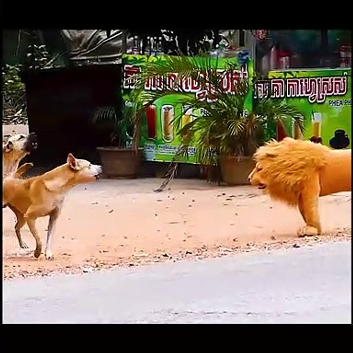 Best Funny Dog Video 2021
