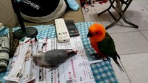 Parrot Takes Ripped Paper Slice from Bird Friend