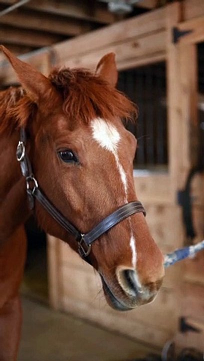 An angry horse just like an angry bird...