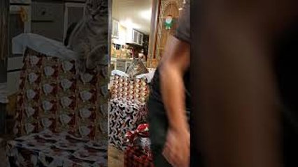 Fatman the Cat Climbs up Christmas Presents