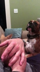 Big Dog Wants to Play with Little Kitten