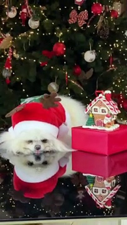 A really sad pup. Check out the real reason here