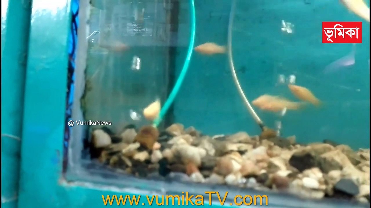 Most Beautiful Color Fish At Home | Color fish farming in bangladesh vumika agro  | Vumika TV