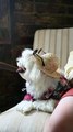 Youth icon doggie.Watch out how it flaunts its style here | funny animals | pets compilation | doggy