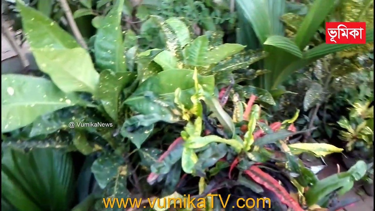 simple and beautiful flower garden youtube videos |_ BEAUTIFUL HOME MADE FLOWERS GARDEN