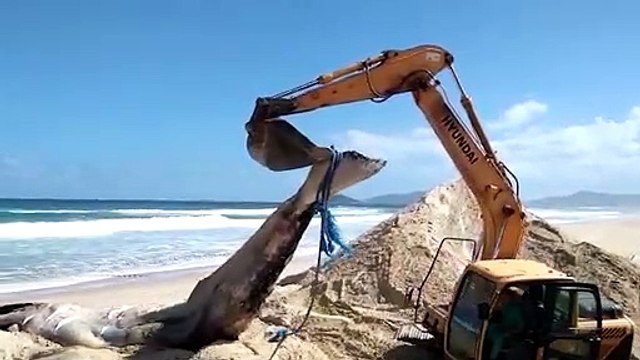 Baleia-jubarte com mais de 10 metros é encontrada morta em praia de Florianópolis