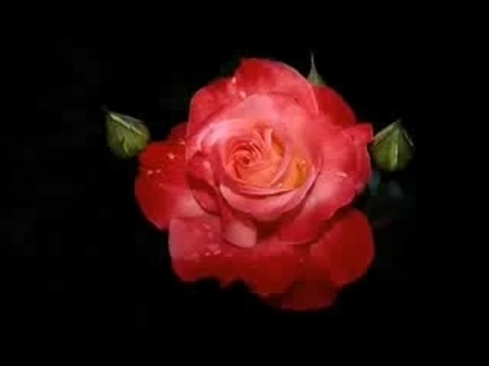 Dia Internacional da Mulher