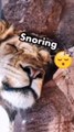 VIDEO: Un hombre entró a la jaula de los leones cuando dormían para poder grabar un peligroso video