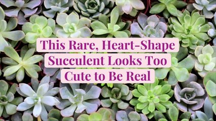 This Rare, Heart-Shape Succulent Looks Too Cute to Be Real