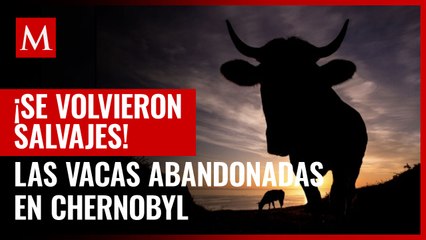 Estudio asegura que las vacas abandonadas en Chernobyl se volvieron salvajes