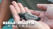 Over a dozen Olive ridley sea turtles hatchlings released in Naic, Cavite