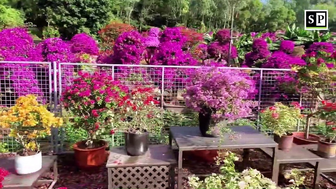 2021 Shenzhen Bougainvillea Flower Show in Lianhua Hill Park