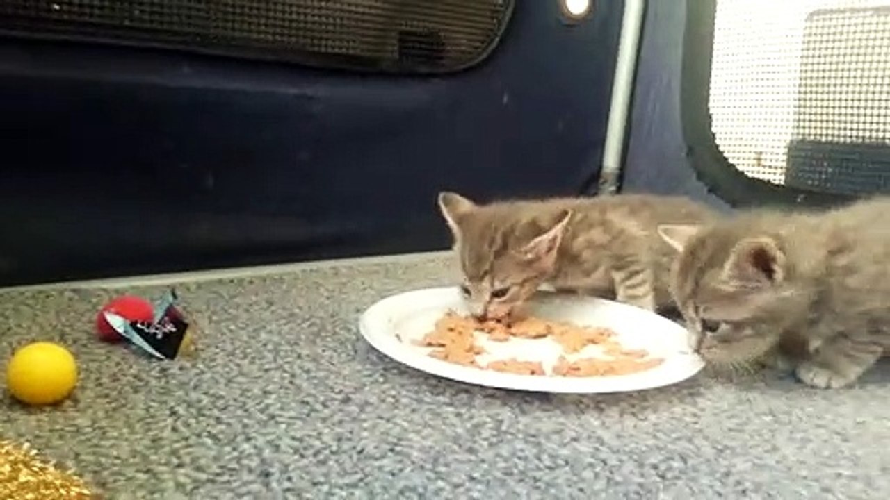 Kittens eating food for the first time