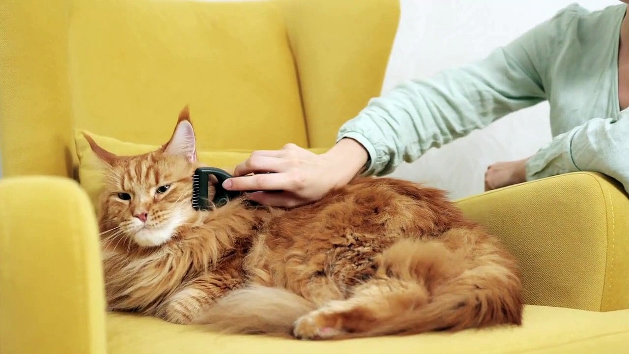 Baby Cat | Funny Cats | Cute Cats | AR Studio