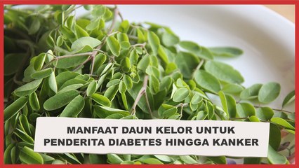 Manfaat Daun Kelor atau Moringa Leaf, Baik untuk Penderita Diabetes hingga Kanker
