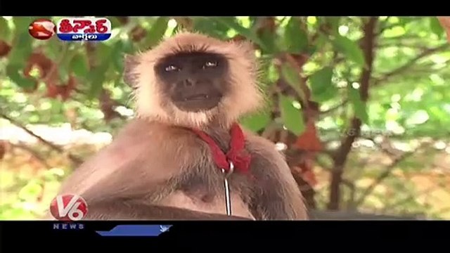Public Alleges Monkeys Finish More Than 250 Dogs In Maharashtra _ V6 Teenmaar
