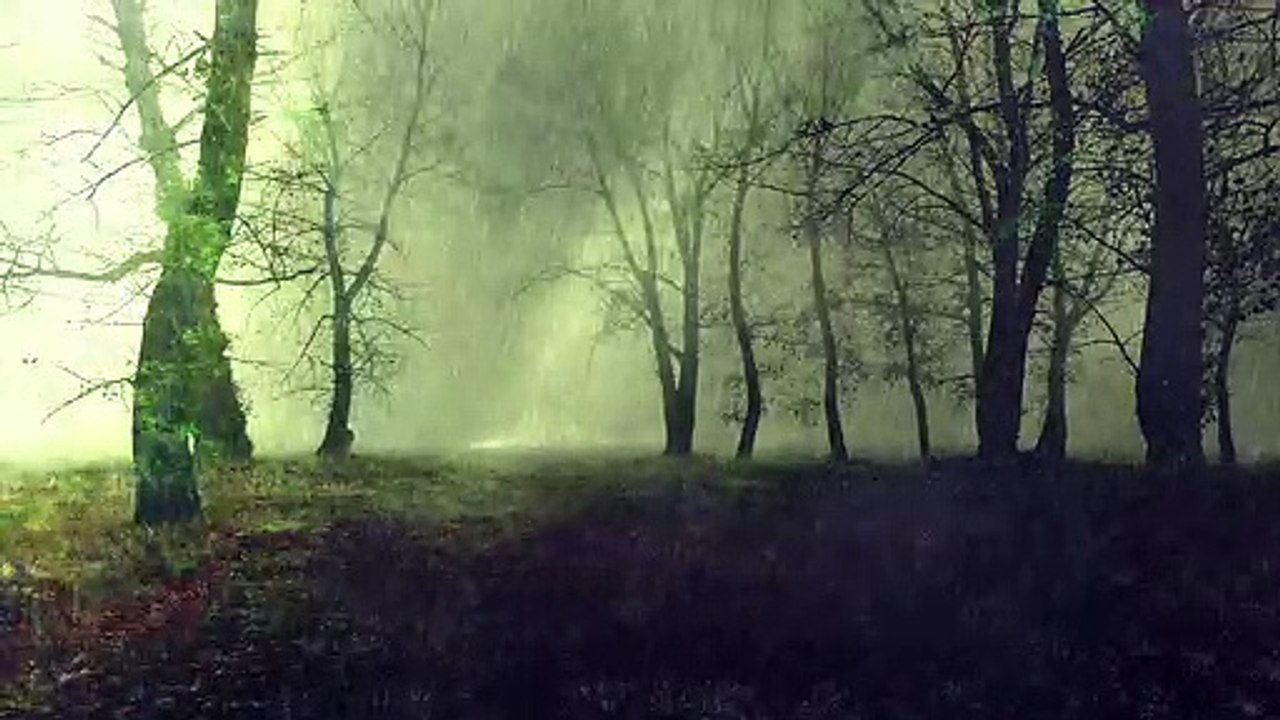 Rain and Rainwater Walls in the forest | video with sound