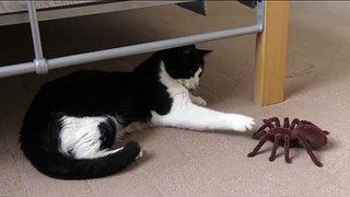 Cat With Spider | Funny Cats | Cute Cats | AR Studio