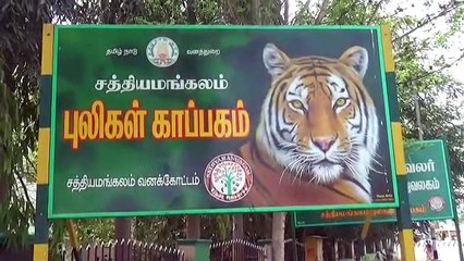 சத்தியமங்கலம் வனத்தில் வனவிலங்குகள் கணக்கெடுப்பு பணி தீவிரம்.. களமிறங்கிய வனத்துறை அதிகாரிகள்!