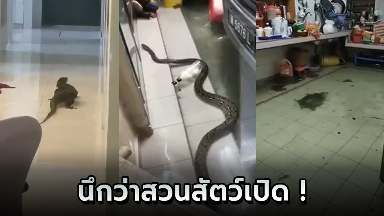 โอ๊ย นึกว่าสวนสัตว์ ! เปิดคลิปน้ำท่วม งู เต่า ต...