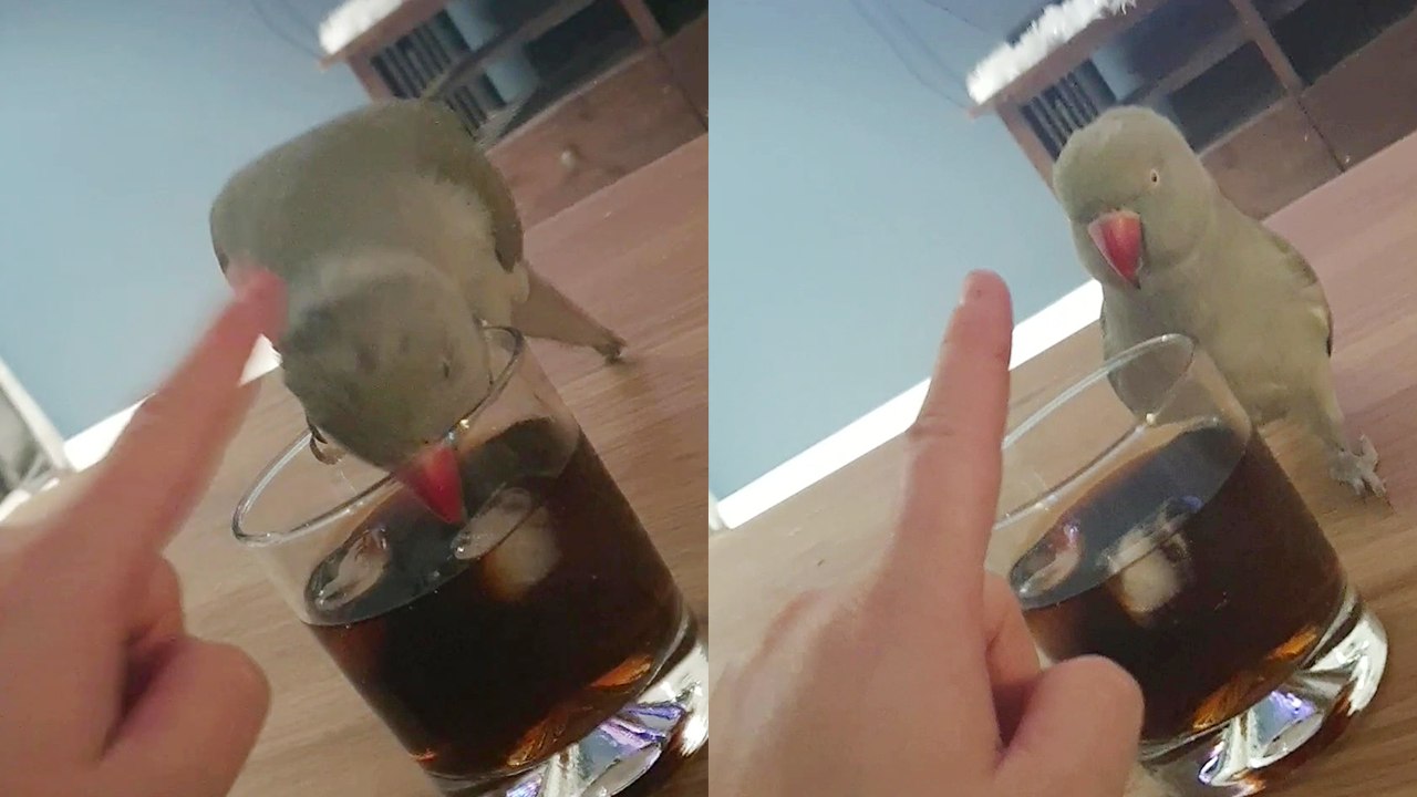 'Adorable talking parrot wants to quench her thirst with rum '