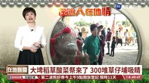 【台語新聞】大埤稻草酸菜祭來了 300堆草仔埔吸睛