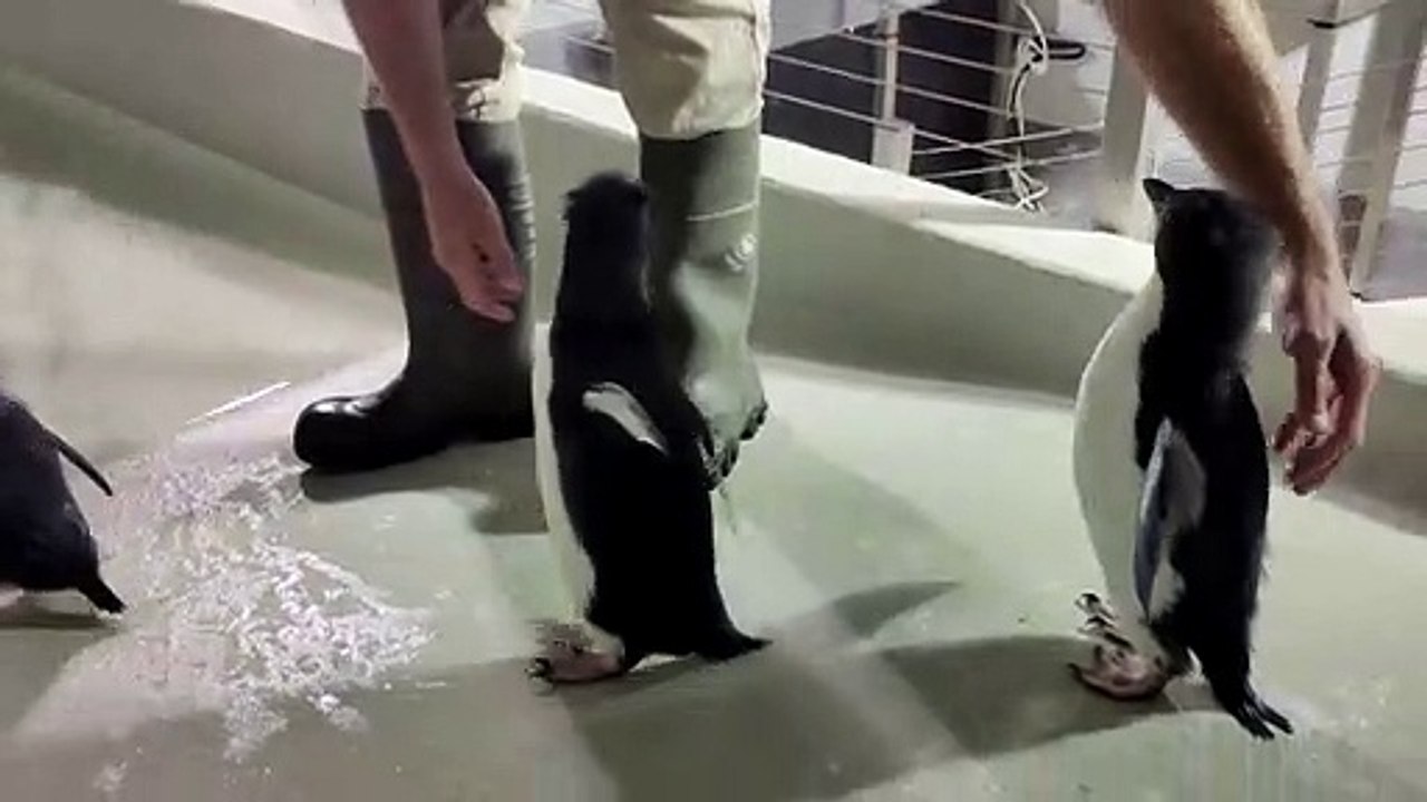Cours de natation des bébés gorfous sauteurs à Pairi Daiza