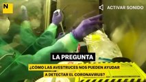 ¿Cómo las avestruces nos pueden ayudar a detectar el coronavirus?