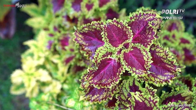 Ibu Iriana Joko Widodo Bertemu dengan Santriwati Korban Asusila di Bandung, Jawa Barat