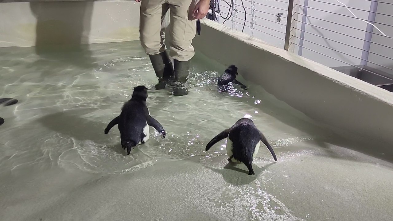 Trois gorfous sauteurs sont nés à Pairi Daiza !