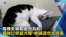 每晚失眠都是因為妳! 貓咪打呼超大聲 網喊這也太誇張