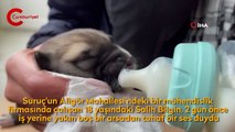 Çalıların arasında bulduğu yavru köpeği biberonla besledi