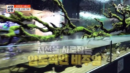 갑부의 수족관 카페가 용인에도 또 있다? 설치하는 순간 분위기를 바꿔주는 갑부의 어항!