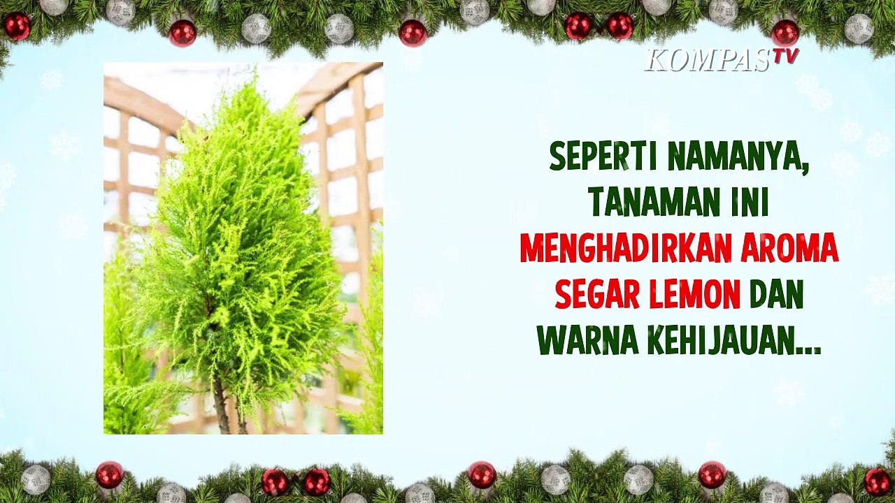 Tanaman Hias Pengganti Pohon Natal yang Cocok untuk Ruangan Kecil
