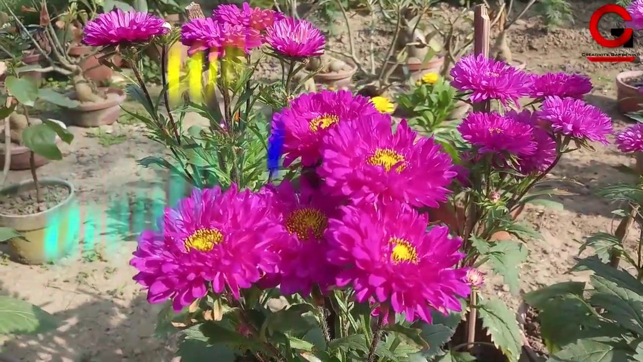 অ্যাস্টার গাছের গাছের সম্পূর্ণ পরিচর্যা | Complete care of the aster flower plant