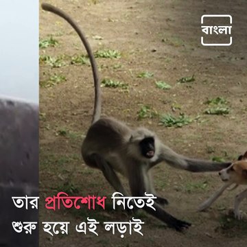 Revengeful Monkeys Allegedly Kill Dogs After Baby Monkey Gets Killed By Pooches