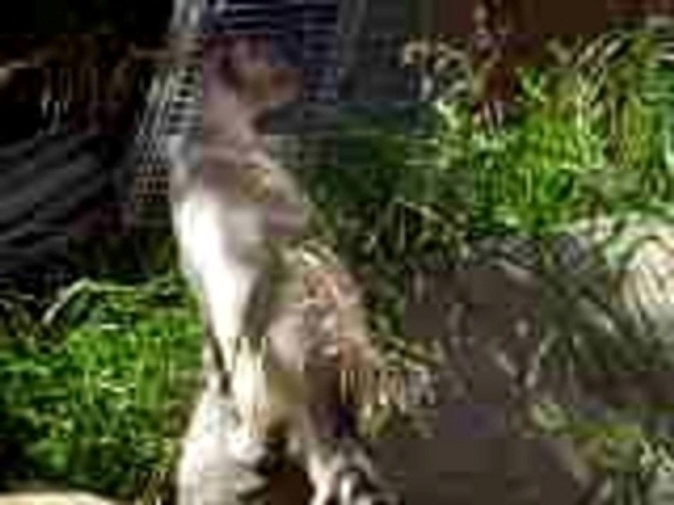 4 mars 2008 006