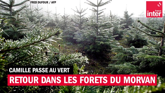 Retour sur les forêts dans le Morvan