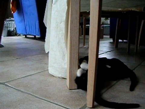 jeu du chat et du chat