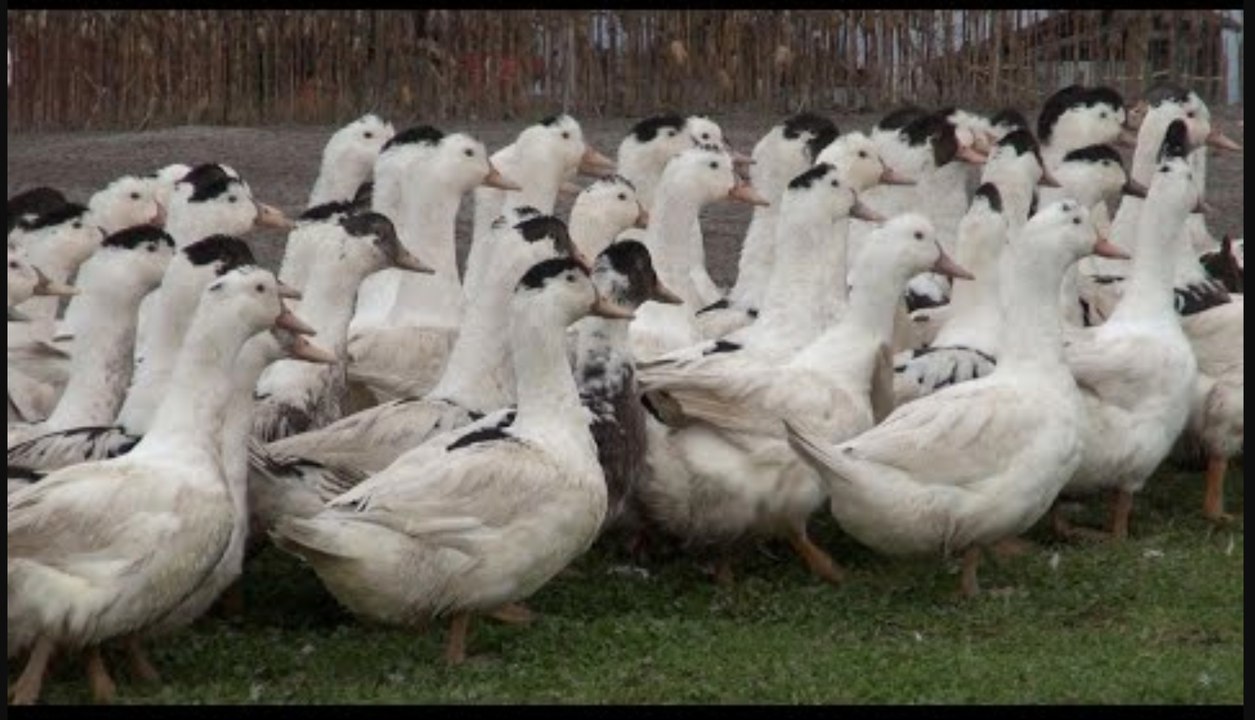La France de Périco  foie gras et saumon fumé en Chalosse