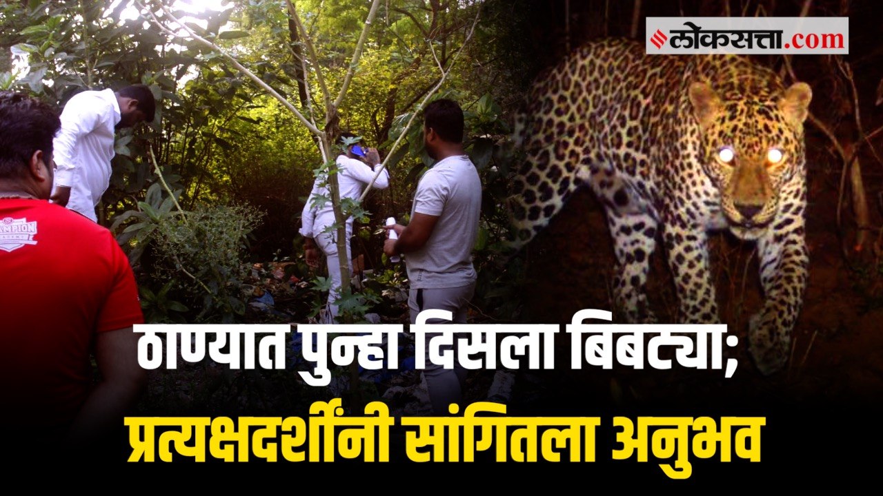 ठाण्यातील वर्तकनगरमध्ये आढळले बिबट्याच्या पायाचे ठसे; नागरिकांमध्ये भीतीचे वातावरण