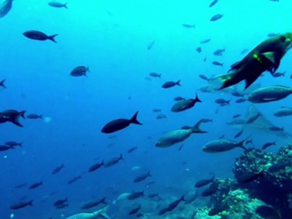 Very beautiful fish floating in the sea