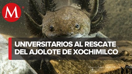 Investigadores buscan restaurar ecosistema de ajolote en Xochimilco