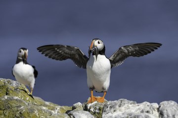 Stunning Scotsman Readers Gallery Images from 2021